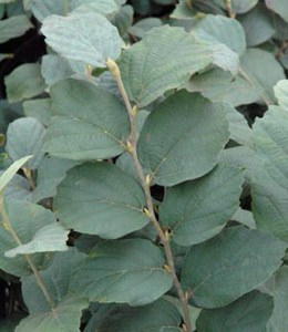 Fothergilla gardenii (Fothergilla Gardena) Blue Mist c2 zdjęcie 4