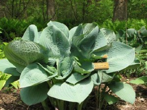 Funkia (Hosta) Skylight zdjęcie 3