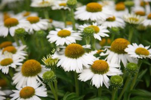 Jeżówka purpurowa (Echinacea) Meditation White zdjęcie 3