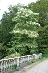 Dereń pagodowy (Cornus controversa) c5 zdjęcie 2