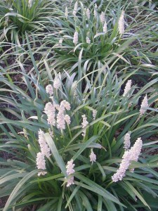 Liriope szafirkowe (Liriope muscari) Monroe White zdjęcie 3