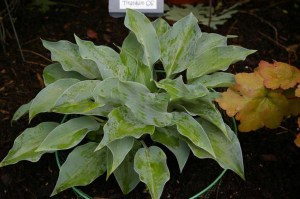 Funkia  (Hosta) Titanium zdjęcie 3