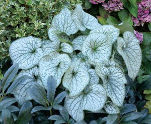 Brunera wielkolistna (Brunnera) Alexander's Great 2