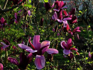 Magnolia purpurowa (Magnolia liliflora) Nigra zdjęcie 4