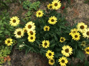 Jeżówka purpurowa (Echinacea) Cleopatra zdjęcie 3