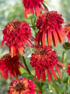 Jeżówka purpurowa (Echinacea) Hot Papaya zdjęcie 3