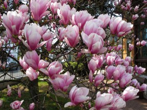 Magnolia pośrednia (Magnolia soulangeana) c3 zdjęcie 3
