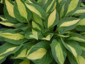 Funkia (Hosta) Gypsy Rose zdjęcie 3
