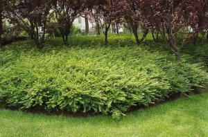 Suchodrzew chiński (Lonicera pileata) Moss Green zdjęcie 4