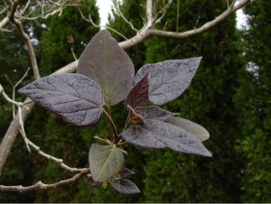Katalpa, surmia (Catalpa x erubescens) Purpurea c7 zdjęcie 3