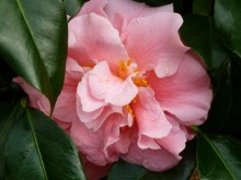 Kamelia japońska (Camellia japonica) Tiffany c4 zdjęcie 3