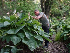 Funkia (Hosta) Empress Wu zdjęcie 3