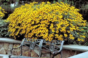 Rudbekia błyskotliwa (Rudbeckia fulgida) Goldsturm 3