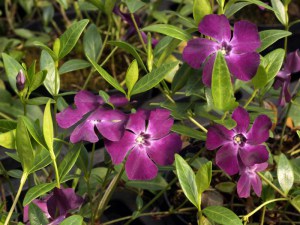 Barwinek mniejszy (Vinca minor) Verino zdjęcie 1