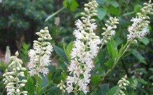 Orszelina olcholistna (Clethra alnifolia) Hummingbird c3 zdjęcie 4