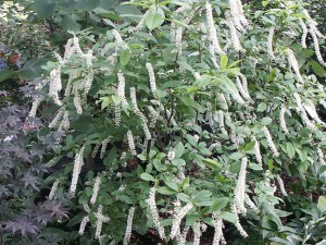 Itea wirginijska (Itea virginica) zdjęcie 4