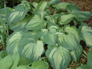 Funkia (Hosta) Guardian Angel zdjęcie 3
