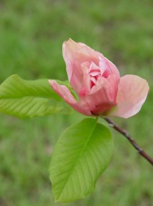 Magnolia Daybreak c5 zdjęcie 5