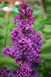 Bez - lilak - Syringa Charles Joly c2 zdjęcie 3