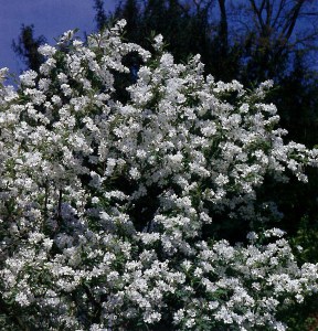 Obiela mieszańcowa (Exochorda macrantha) Niagara zdjęcie 4