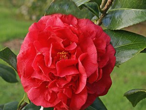 Kamelia japońska (Camelia japonica) Kramers Surprise c4 zdjęcie 4
