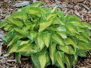 Funkia (Hosta) Fantasy Island sadzonka zdjęcie 5