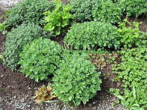 Rozchodnik karpacki (Sedum) Herbstfreude syn. Autumn Joy zdjęcie 5