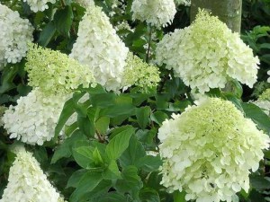 Hortensja bukietowa Polar Bear Hydrangea zdjęcie 4