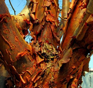 Klon strzępiastokory, cynamonowy (Acer griseum) c4 zdjęcie 8