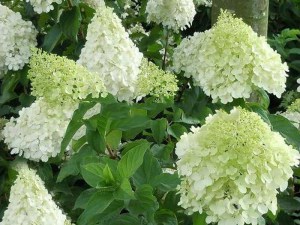 Hortensja bukietowa Polar Bear Hydrangea c3 zdjęcie 4