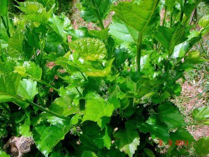 Morwa biała (Morus alba) zdjęcie 3