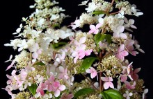 Hortensja bukietowa (Hydrangea paniculata) Confetti zdjęcie 3