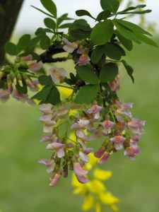 Laburnocytisus Adama (Laburnocytisus adamii) zdjęcie 4