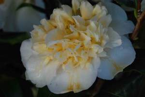 Kamelia japońska (Camelia japonica) Brushfield Yellow c2 zdjęcie 3