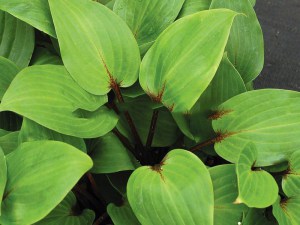 Funkia (Hosta) Purple Heart zdjęcie 3