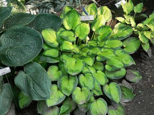 Funkia (Hosta) Little Sunspot zdjęcie 3
