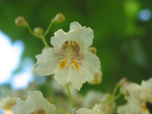Katalpa, surmia (Catalpa bignonioides) Aurea c5 zdjęcie 3