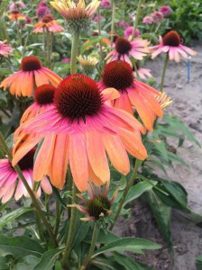 Jeżówka purpurowa (Echinacea) Rainbow Marcella zdjęcie 3