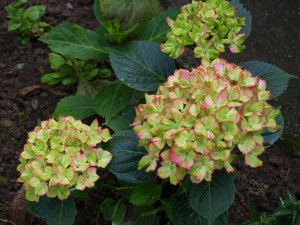 Hortensja Fantasia Forever & Ever (Hydrangea) c4 zdjęcie 3