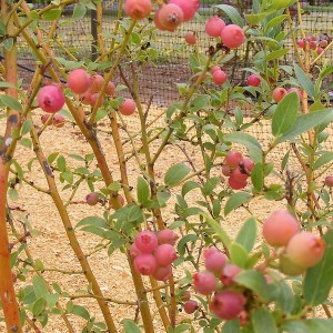 Borówka amerykańska Pink Lemonade zdjęcie 4