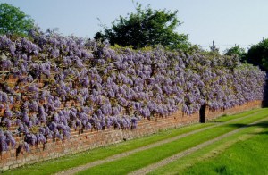 Glicynia chińska (Wisteria chinensis) Amethyst c2 zdjęcie 3