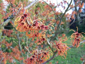 Oczar pośredni (Hamamelis intermedia) Aphrodite c5 zdjęcie 2