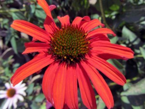 Jeżówka (Echinacea) Tomato Soup zdjęcie 3