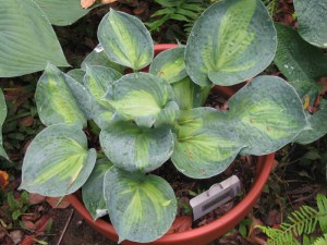 Funkia (Hosta) Rhino Hide zdjęcie 3