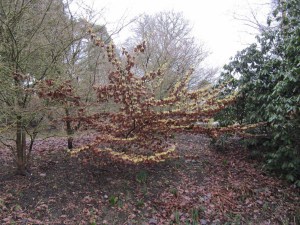 Oczar  żółty (Hamamelis) Pallida c4 zdjęcie 3