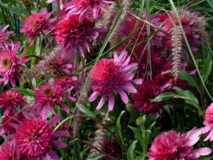Jeżówka purpurowa (Echinacea) Southern Belle zdjęcie 3