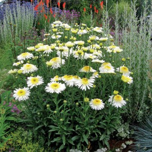 Jastrun (Leucanthemum) Real Glory 3