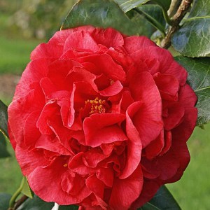 Kamelia japońska (Camelia japonica) Kramers Surprise c4 zdjęcie 1