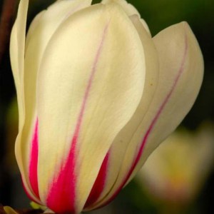 Magnolia pośrednia (Magnolia soulangeana) Sunrise zdjęcie 1