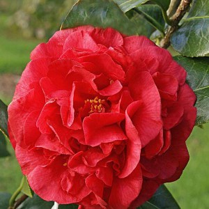 Kamelia japońska (Camelia japonica) Kramer's Surprise zdjęcie 1
